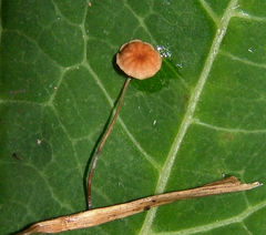 Marasmius graminum