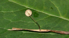 Marasmius graminum