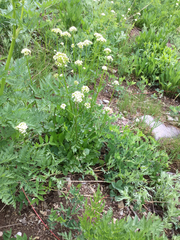 Valeriana occidentalis