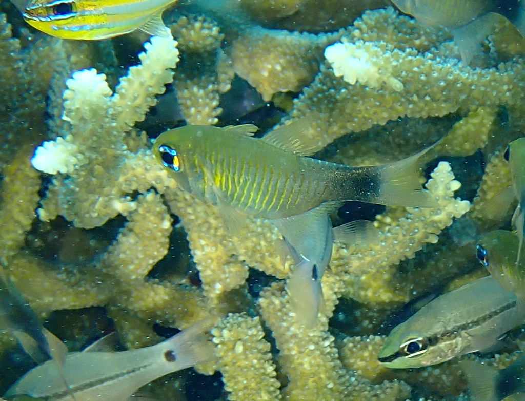 Dusky-tailed cardinalfish (Taeniamia macroptera) — Apogonidae