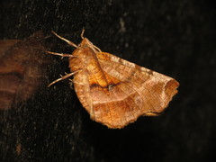 Selenia dentaria