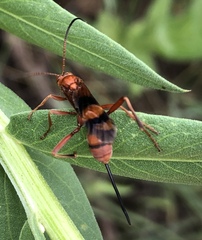 Compsocryptus texensis