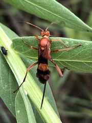 Compsocryptus texensis