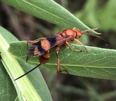 Compsocryptus texensis