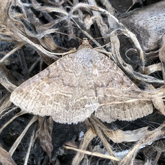 Matigramma pulverilinea