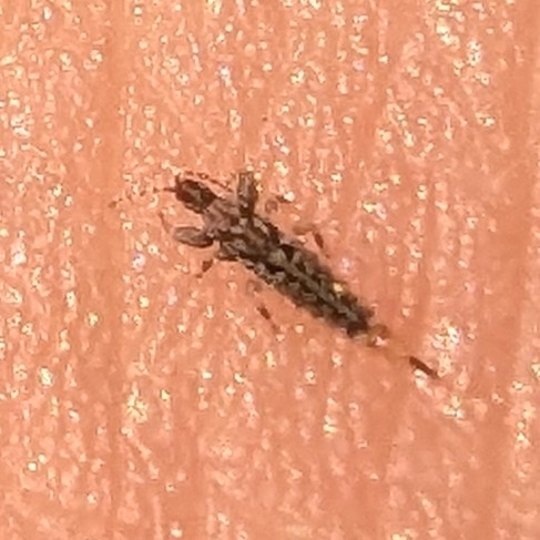 Eastern Long-tailed Fungus Thrips