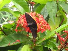Pyrrhopyge amyclas