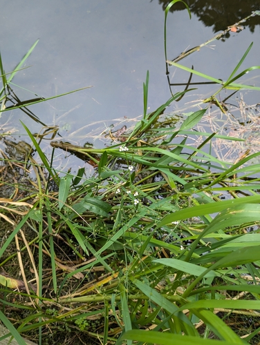 Image of Alisma lanceolatum by no rights reserved