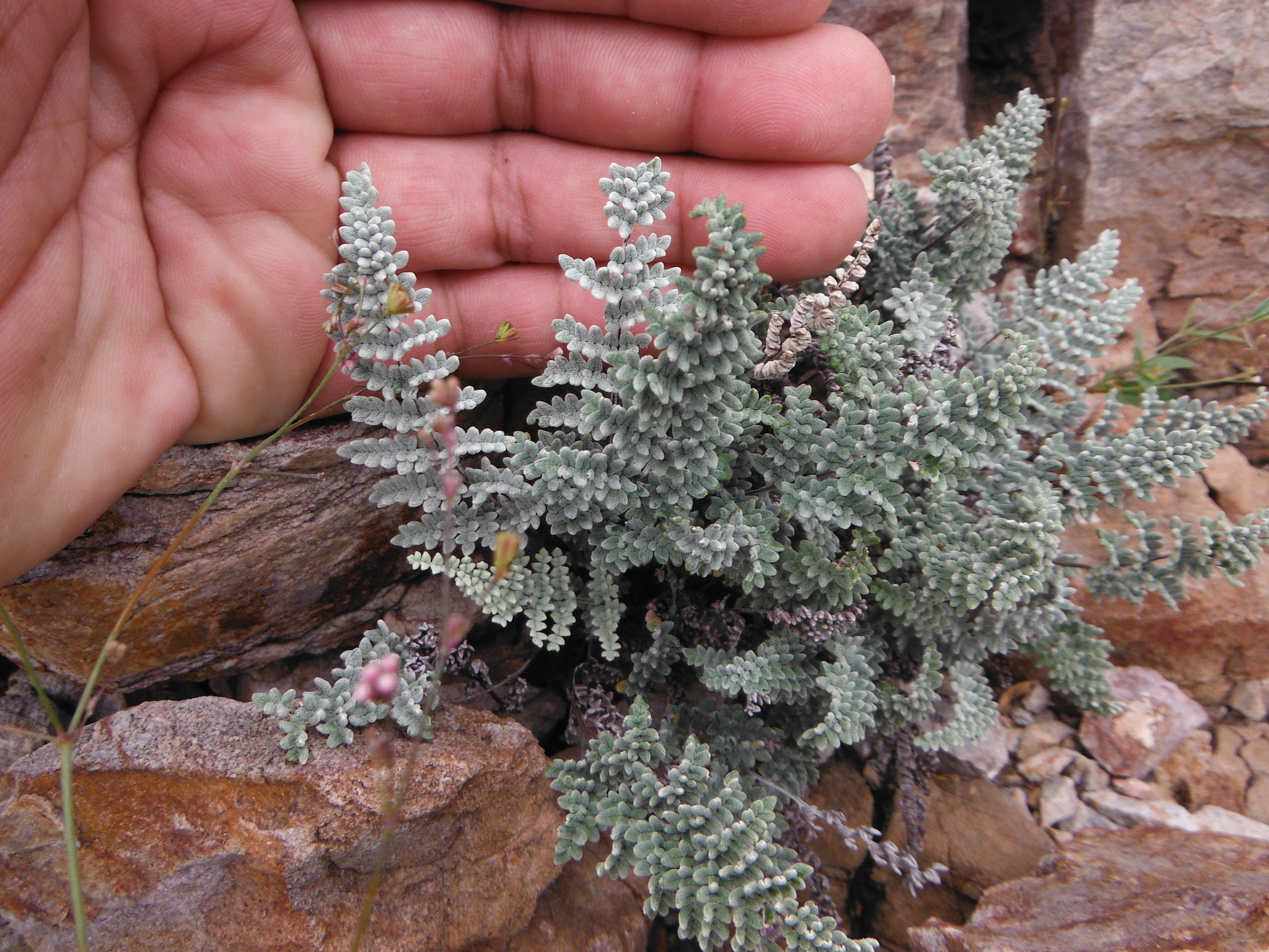 Notholaena greggii