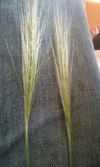 Hordeum jubatum