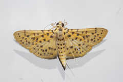 Conogethes