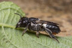 Megachile conjuncta