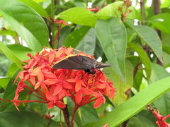 Pyrrhopyge amyclas