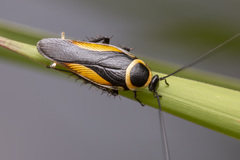 Hemithyrsocera vittata