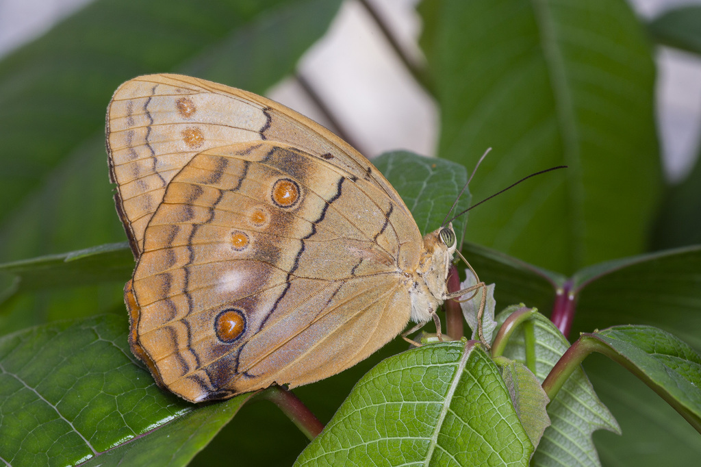 Stichophthalma howqua