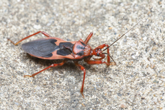 Acanthaspis ruficeps