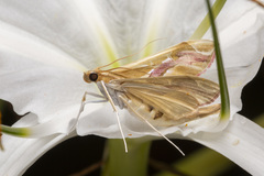 Agathodes ostentalis