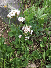 Valeriana acutiloba