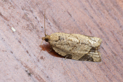 Neocalyptis affinisana
