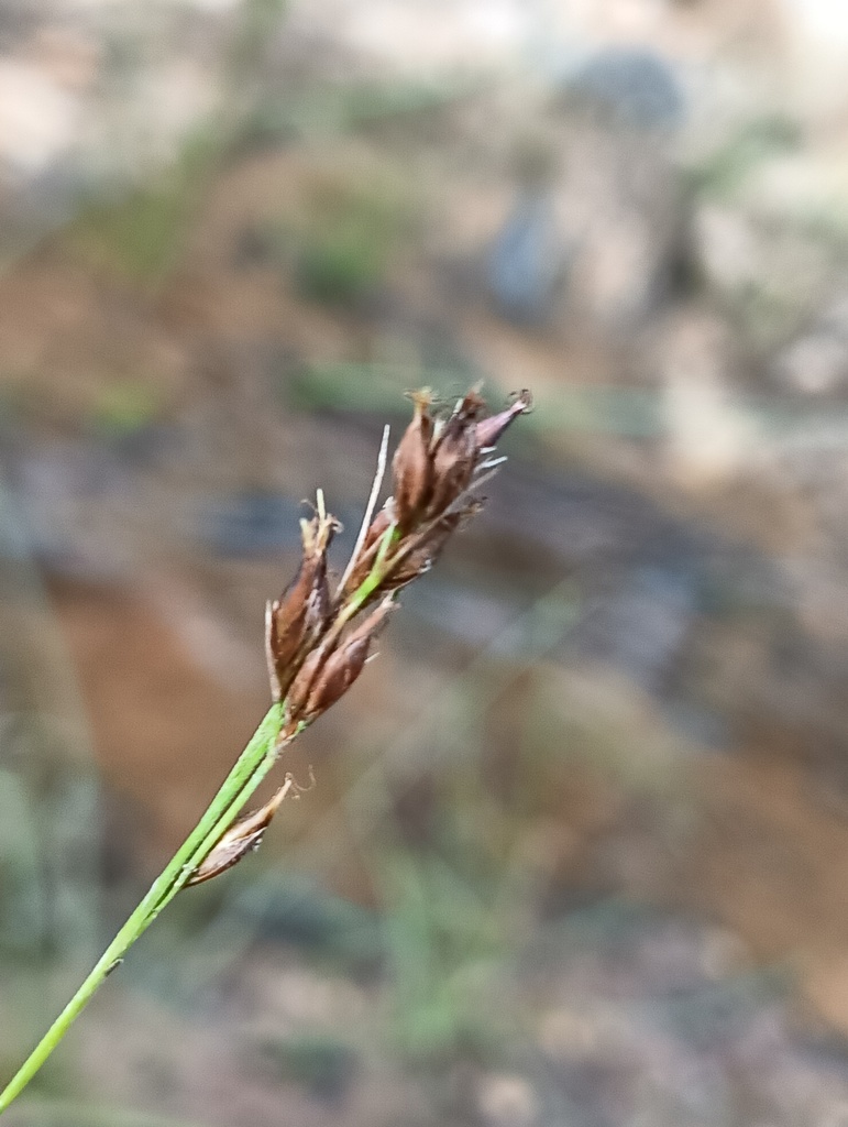 Rhynchospora modesti-lucennoi
