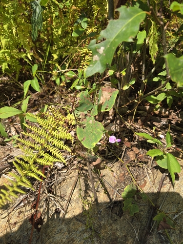 Image of Desmodium rotundifolium by no rights reserved