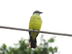 Tyrannus albogularis