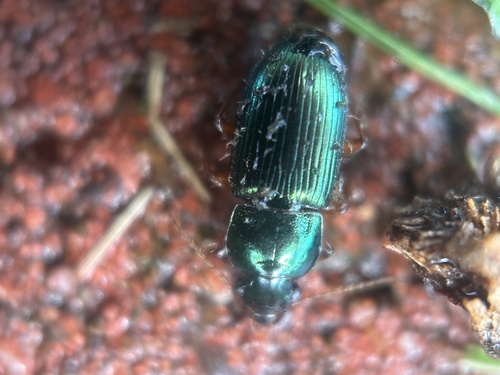 Metallic Harpalus photo 5