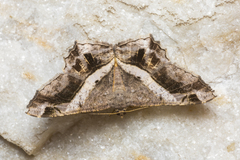 Chiasmia nora