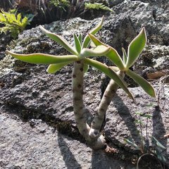 Echeveria coccinea