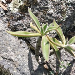 Echeveria coccinea