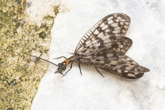 Chauliodinae