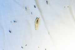 Antaeotricha
