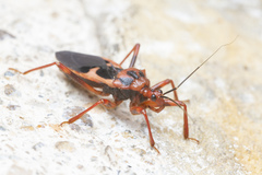 Acanthaspis ruficeps