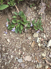 Viola labradorica