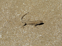 Liolaemus wiegmannii