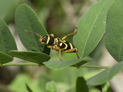 Xylotrechus insignis