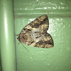Catocala agrippina