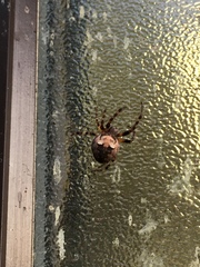 Araneus bicentenarius