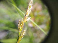 Carex siccata