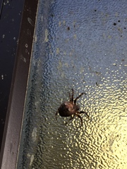 Araneus bicentenarius