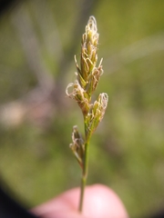 Carex siccata