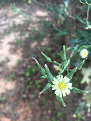 Lactuca ludoviciana