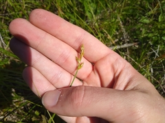 Carex siccata