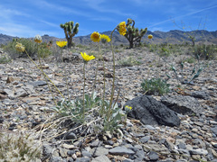 Enceliopsis nudicaulis