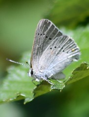 Satyrium sylvinus dryope