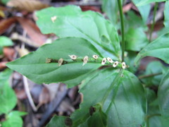 Spigelia