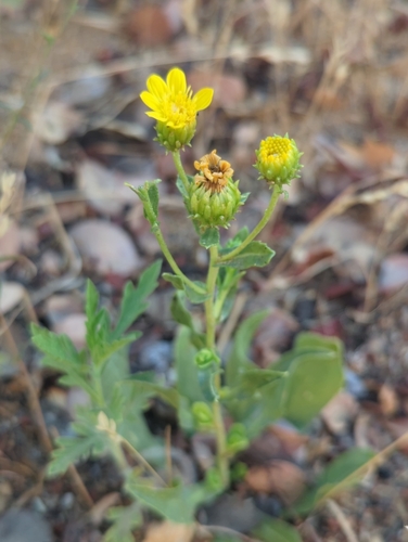 Image of Grindelia hallii by (c) Tom Field, some rights reserved (CC BY)