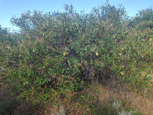 Image of Ceanothus palmeri by (c) Tom Field, some rights reserved (CC BY)