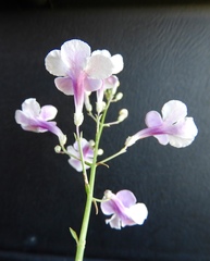 Penstemon ambiguus