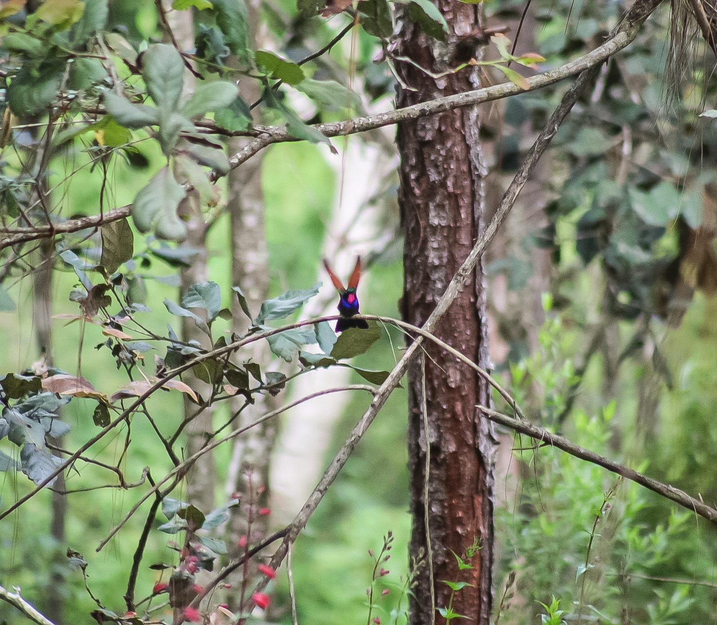 Garnet-throated Hummingbird (Lamprolaima rhami), photo 9
